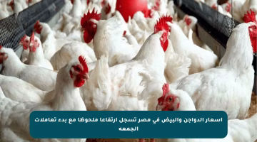 أسعار الدواجن والبيض في مصر تسجل ارتفاعا ملحوظا مع بدء تعاملات الجمعة